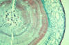 gymnosperm stem cross section