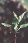 result of lilac vegetative bud growth