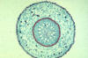 monocot root cross section