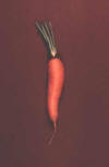 storage root of carrot