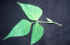 compound leaf