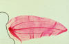 monocot leaf, cleared and stained