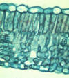 dicot leaf cross section