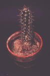 cactus with spines (modified leaves)