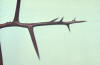 thorns (modified branches)