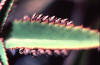 asexual propagules on kalanchoe leaf