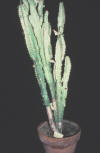stem succulent (Euphorbia)