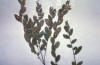 sclerophyllous bog plant (leatherleaf)