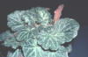 hairy leaves (strawberry geranium)