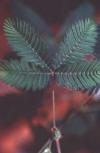 sensitive plant leaf closeup