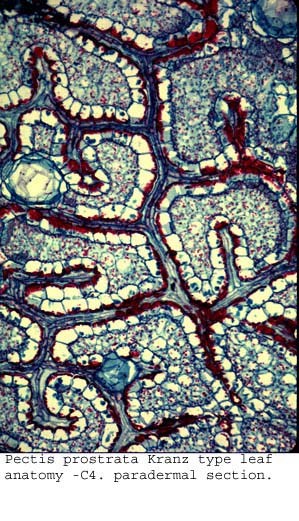 anat1158