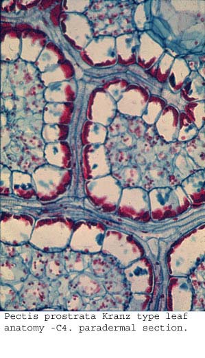 anat1160