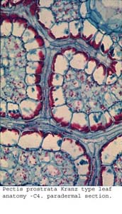 anat1160