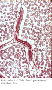 anat1161