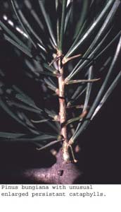 anat1004