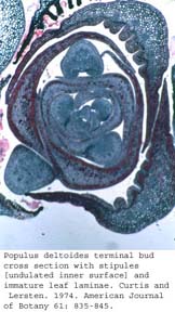 anat1007