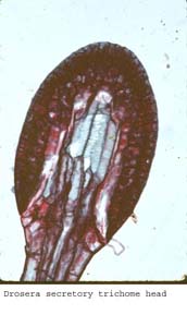 anat1350