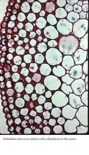 Anat0048