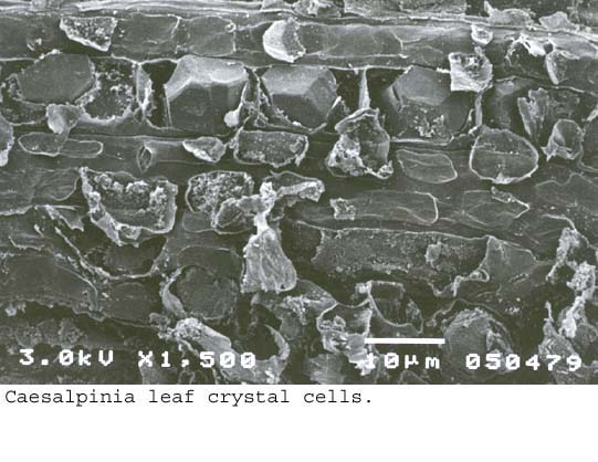 SEM0009