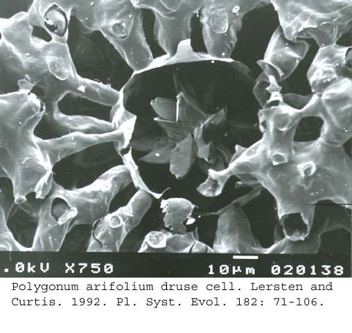 SEM0053