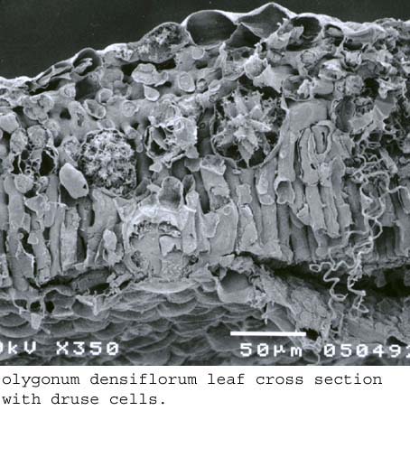 SEM0065