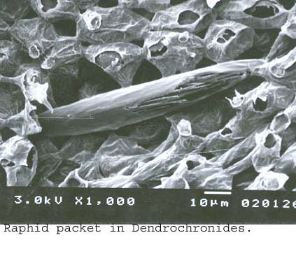SEM0260