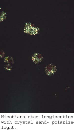 anat0792