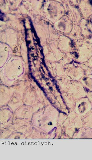 anat0817