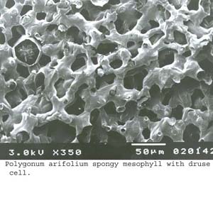 SEM0060