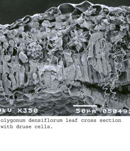 SEM0065