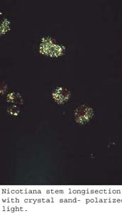 anat0792