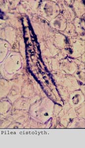 anat0817