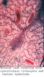 anat0820