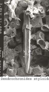anat0826