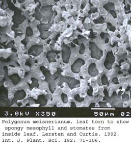 SEM0051