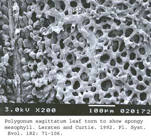 SEM0052