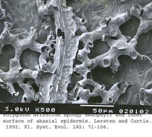 SEM0054