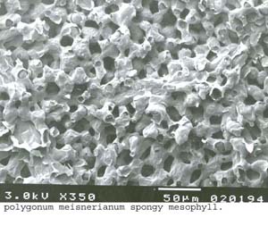 SEM0061