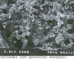 SEM0262