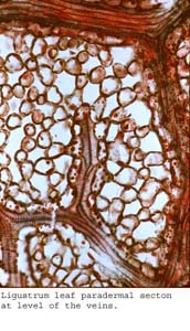 anat1179
