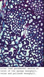 anat1181