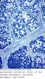 anat1183