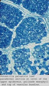 anat1184