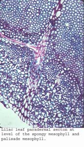 anat1185