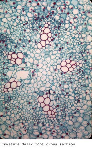 anat0917