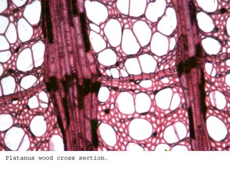 Anat0305