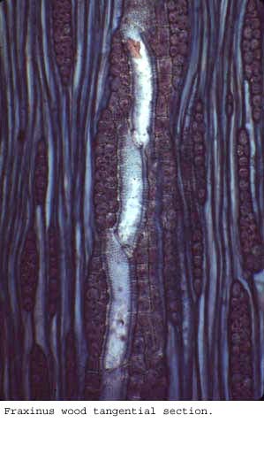Anat0358