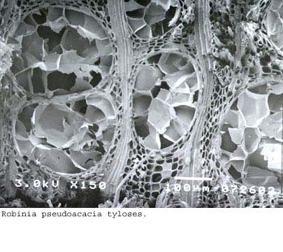 Anat0371
