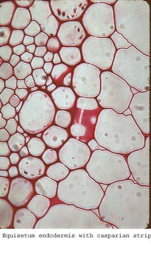 anat0890