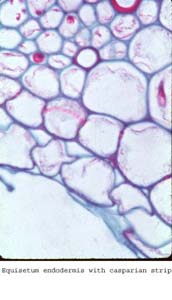 anat0888